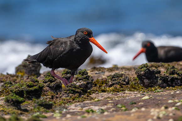 Sooty Oystercatcher