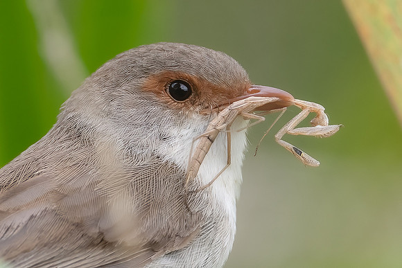Superb Fairywren