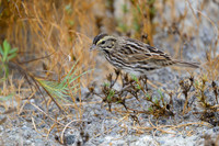 Savannah Sparrow