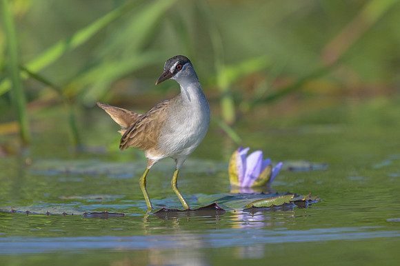 White-browed Crake