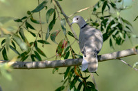 Eurasian Collared-dove