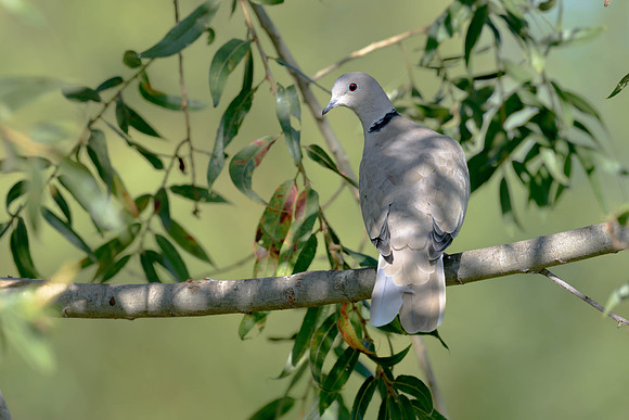 Eurasian Collared-dove