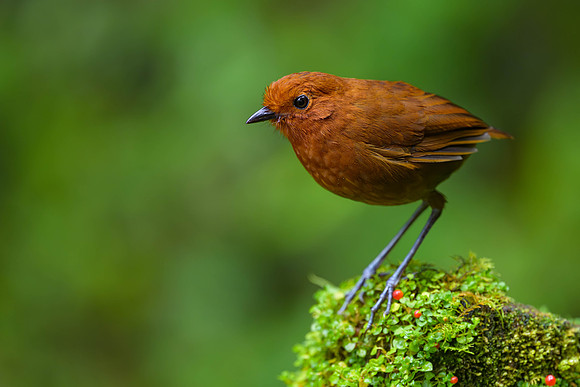 Chami Antpitta