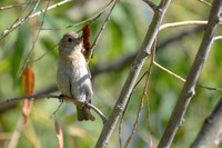 Lazuli Bunting