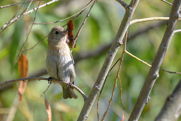 Lazuli Bunting