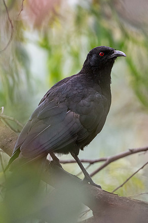 White-winged Chough
