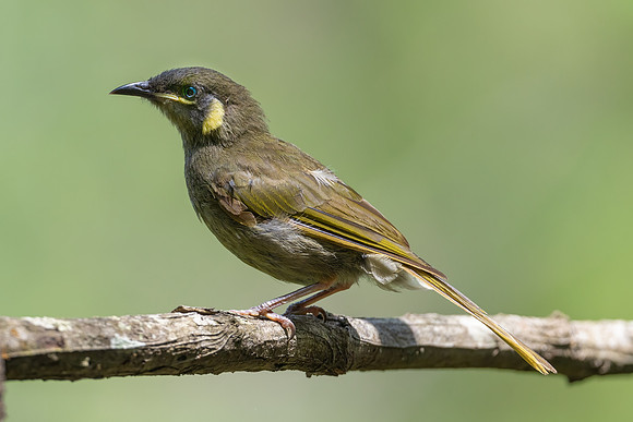Lewin's Honeyeater