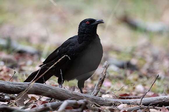White-winged Chough