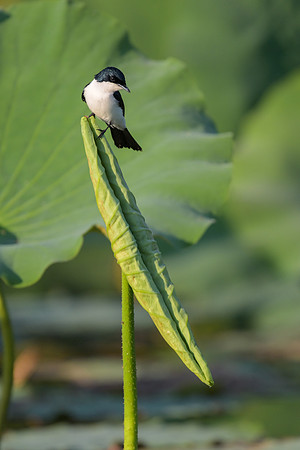 Paperbark Flycatcher