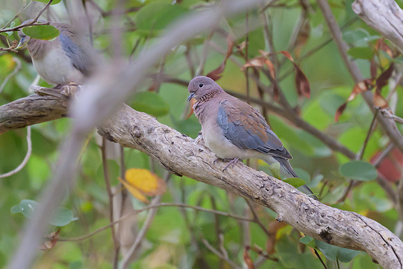 Laughing Dove