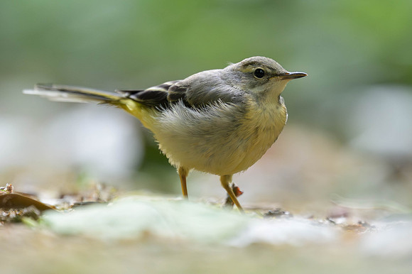 Gray Wagtail