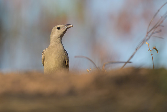 Great Bowerbird