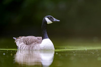 Canada Goose