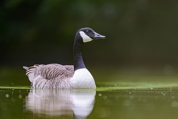 Canada Goose