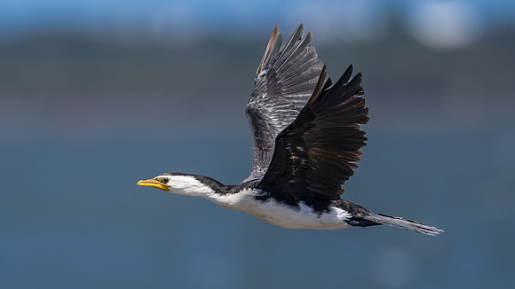 Little Pied Cormorant