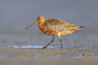 Bar-tailed Godwit
