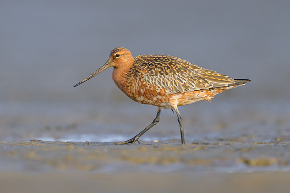 Bar-tailed Godwit