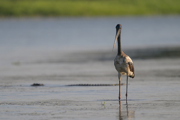 Black-necked Stork