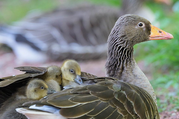 Graylag Goose