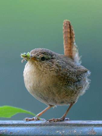 Eurasian Wren