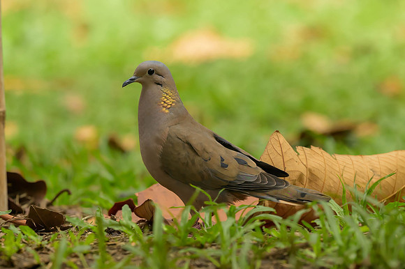 Eared Dove