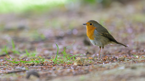 European Robin