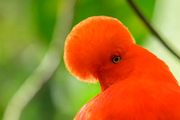 Andean Cock-of-the-Rock
