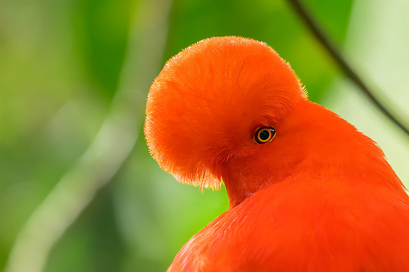 Andean Cock-of-the-Rock
