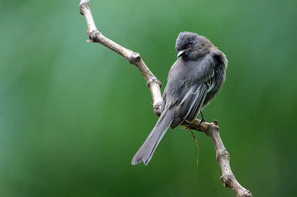 Black Phoebe