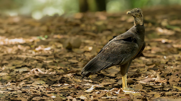 Black Vulture