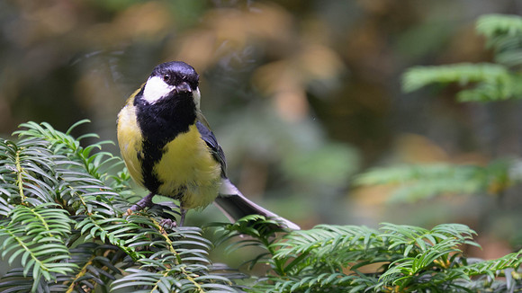 Great Tit