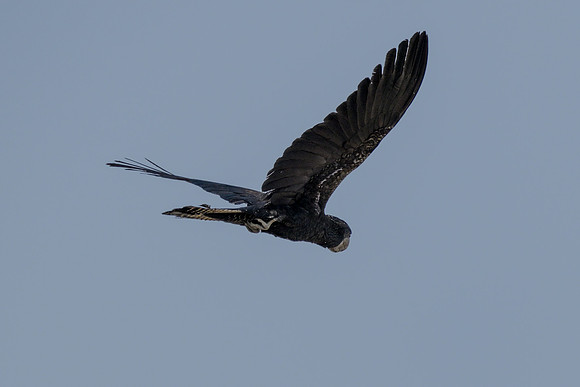 Red-tailed Black Cockatoo