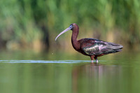 Glossy Ibis