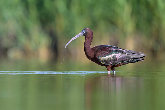 Glossy Ibis
