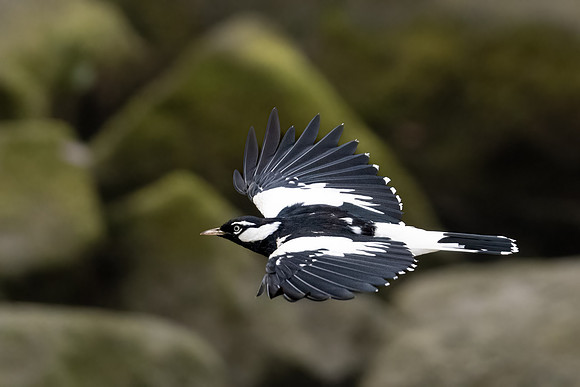 Magpie-lark