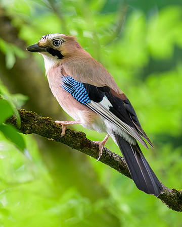 Eurasian Jay
