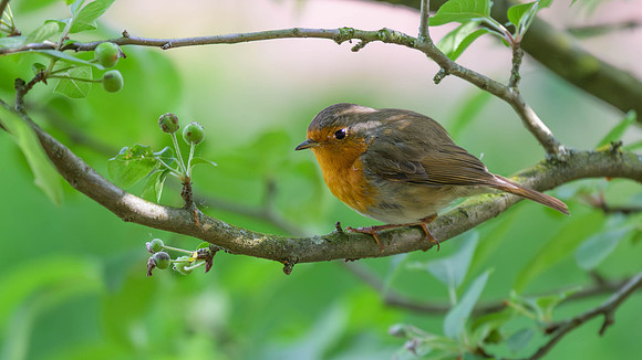 European Robin