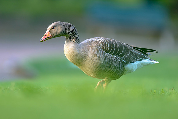 Graylag Goose