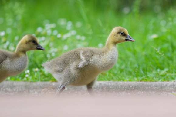 Graylag Goose