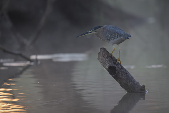 Striated Heron