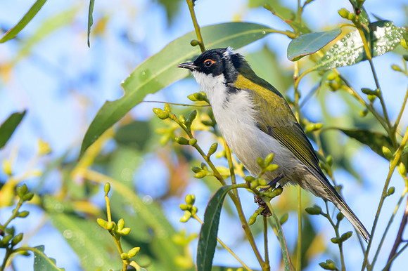 White-naped Honeyeater