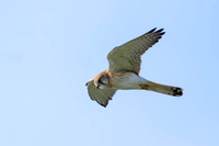 Nankeen Kestrel