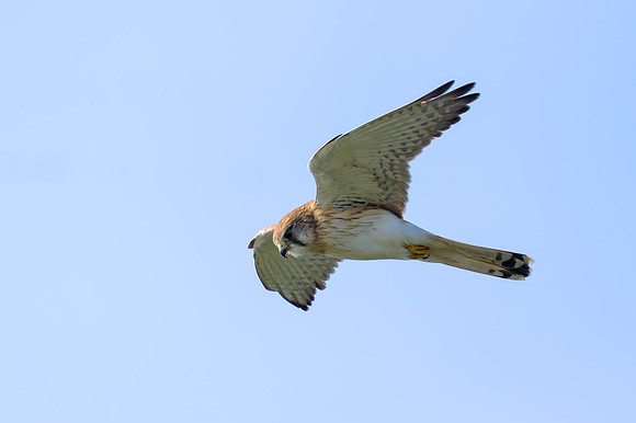 Nankeen Kestrel