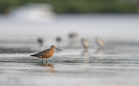 Bar-tailed Godwit