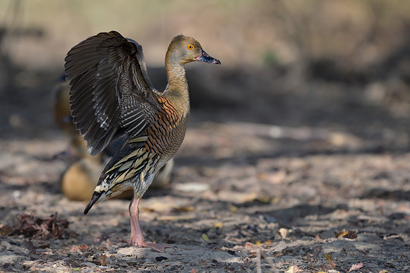 Plumed Whistling-duck