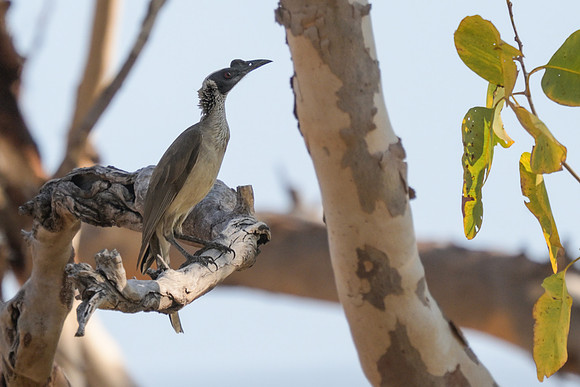 Silver-crowned Friarbird