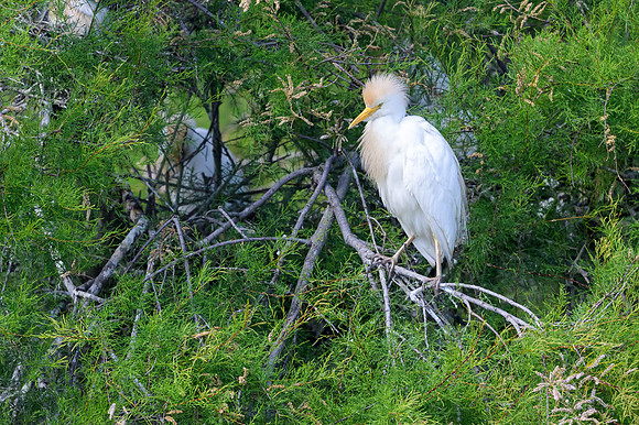 Western Cattle-egret