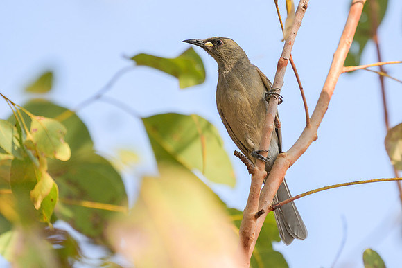 White-gaped Honeyeater