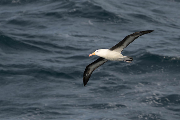Black-browed Albatross