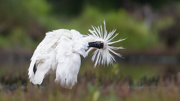 Royal Spoonbill